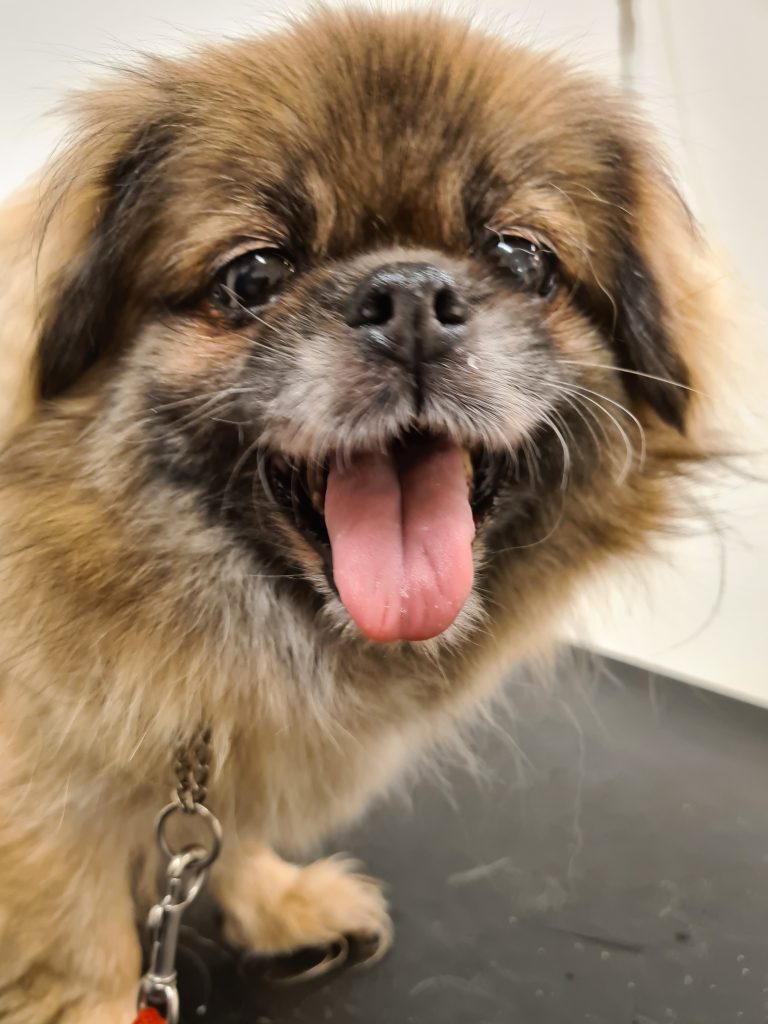 Rosa hos veterinären 22 oktober 2020